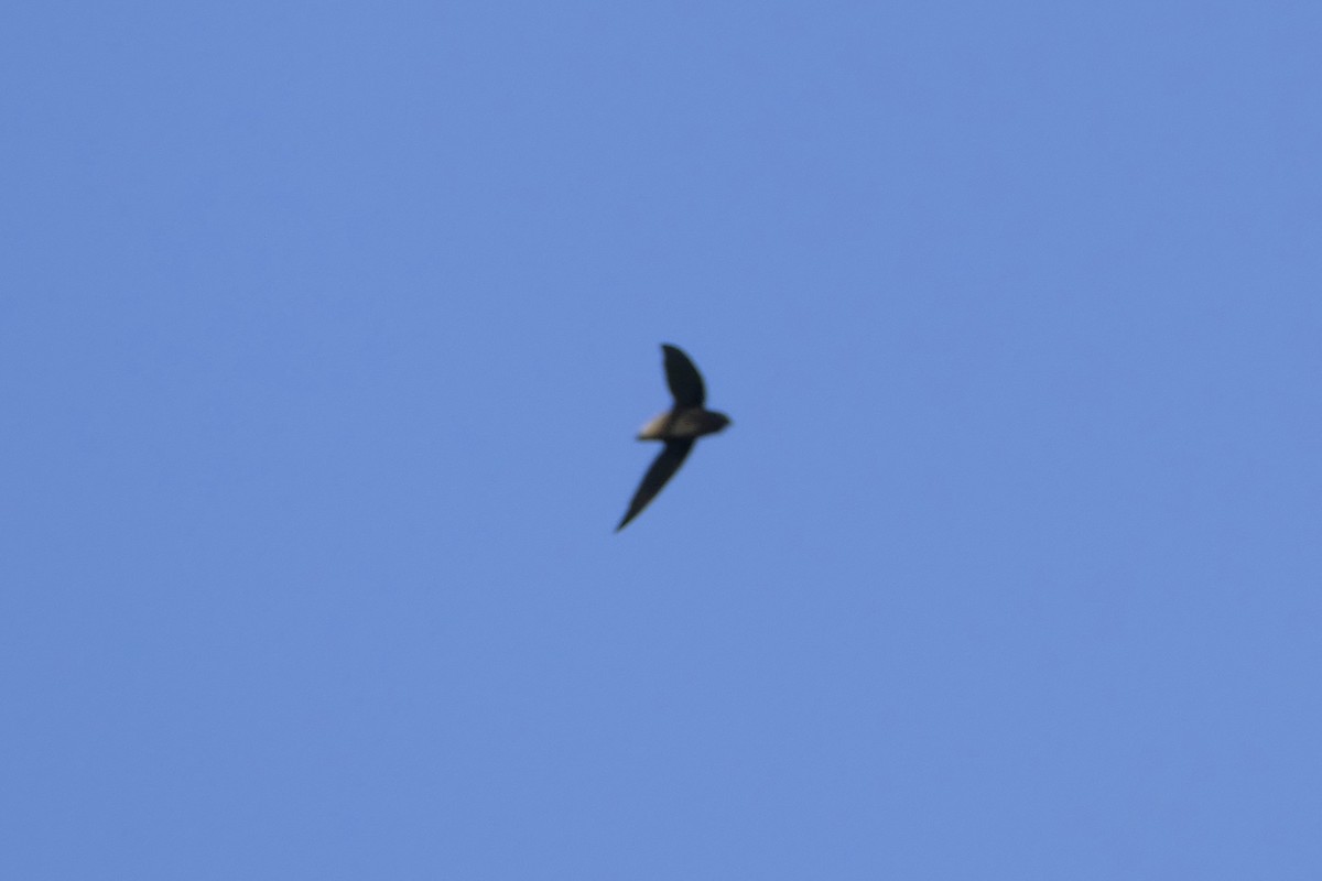 Short-tailed Swift - ML155015611