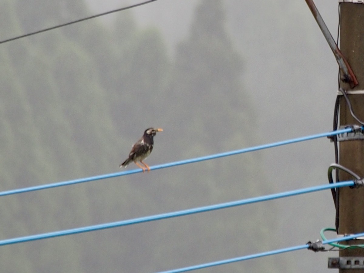 White-cheeked Starling - ML155015981