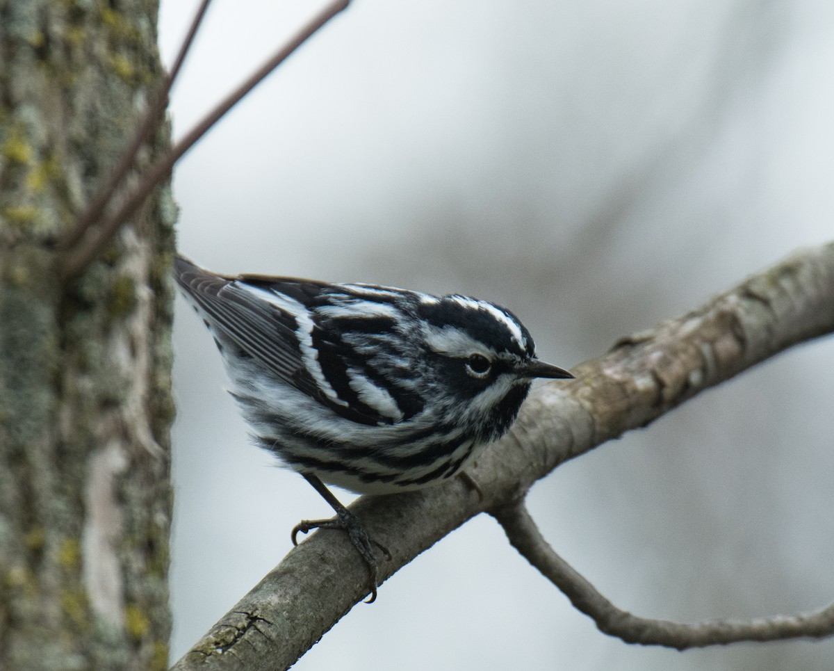 lesňáček černobílý - ML155017841