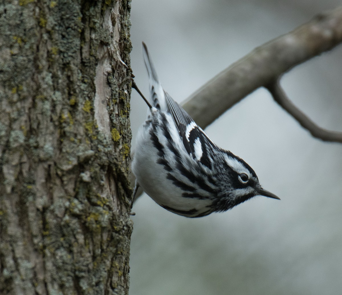 lesňáček černobílý - ML155017861