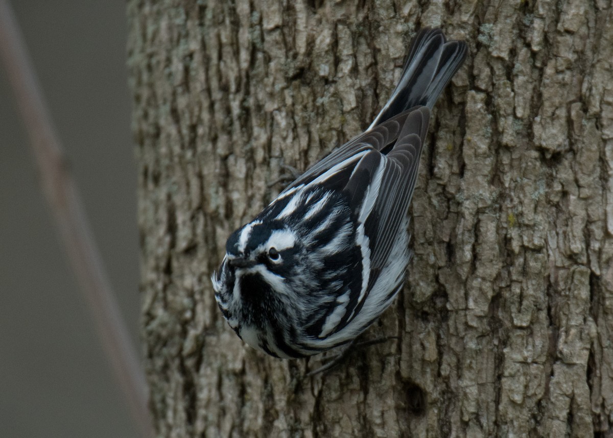 lesňáček černobílý - ML155017871