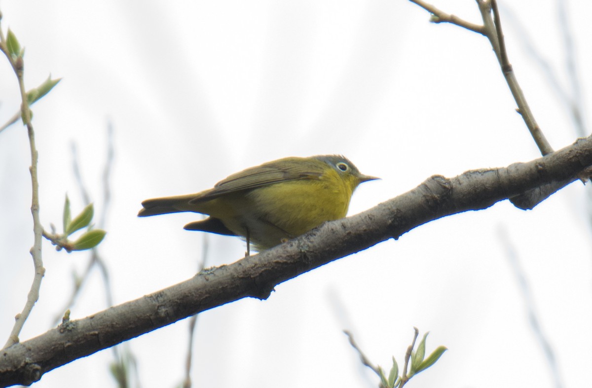 lesňáček rezavokorunkatý - ML155017911