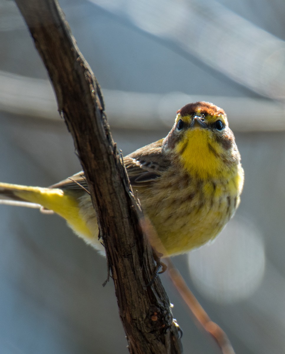 lesňáček bažinný - ML155020081