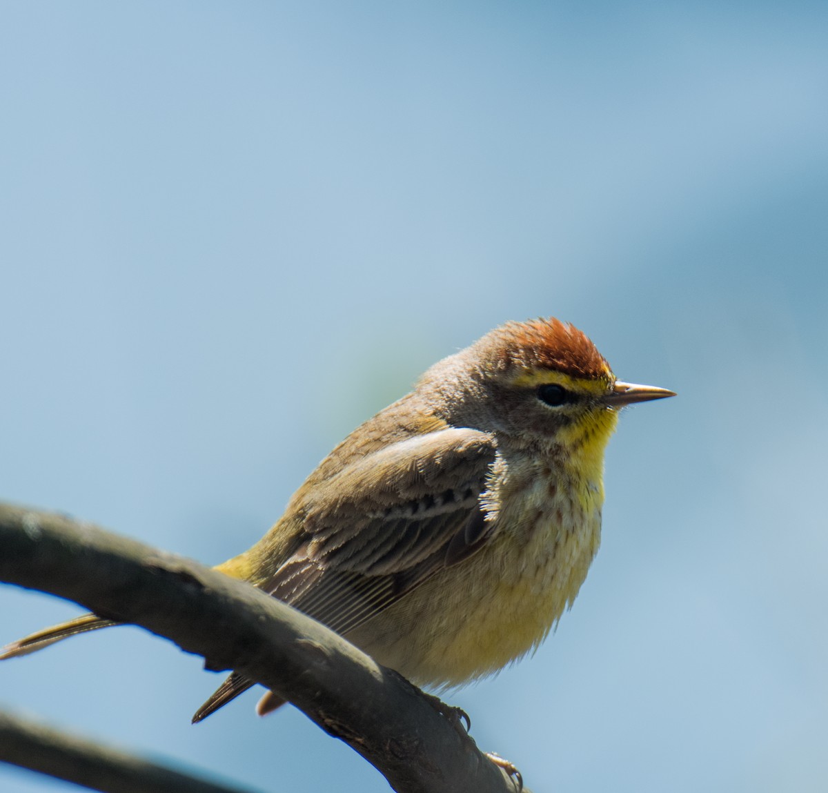 lesňáček bažinný - ML155020091