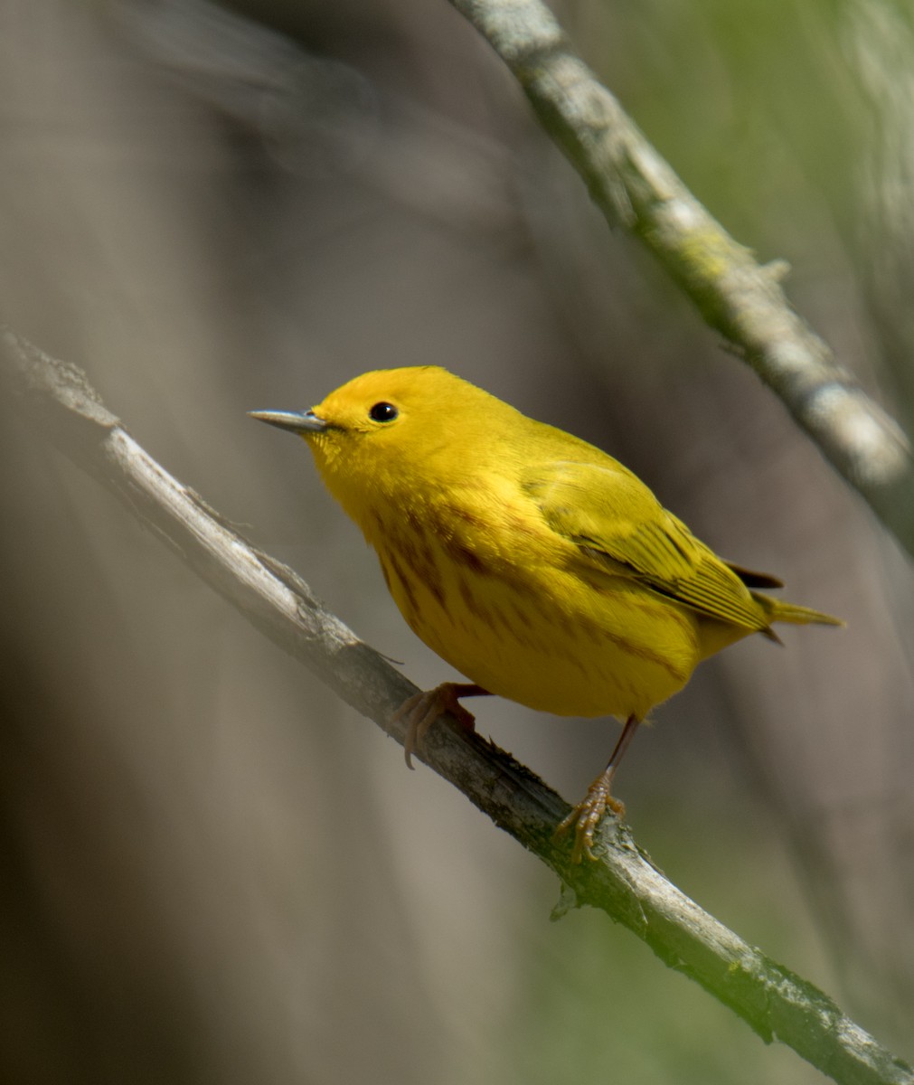 lesňáček zlatotemenný - ML155020161