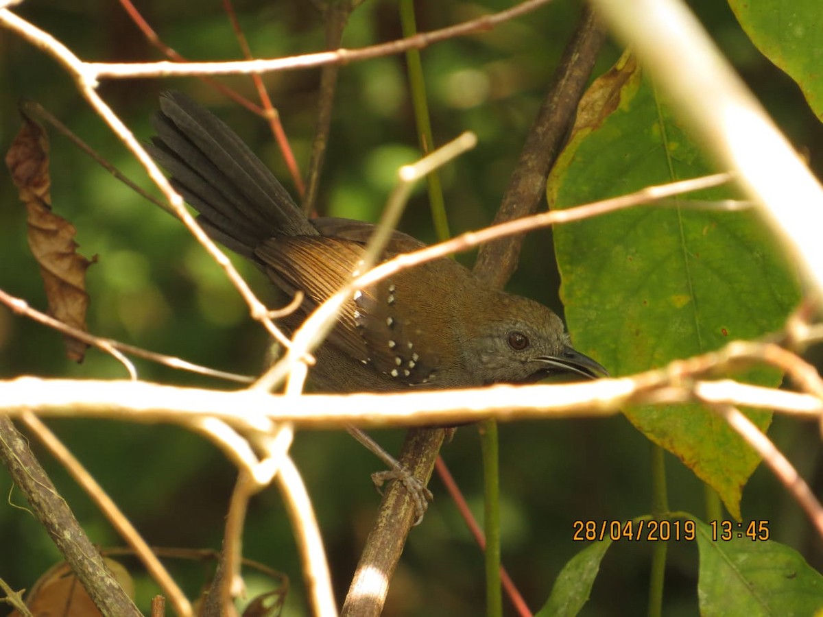 Black-throated Antbird - ML155020921