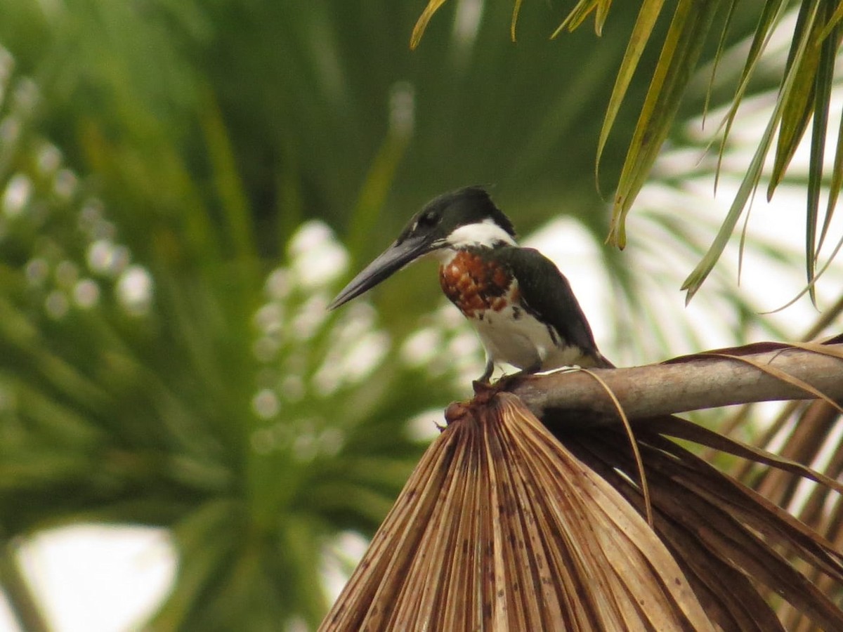 Amazon Kingfisher - Carlos López Ardila