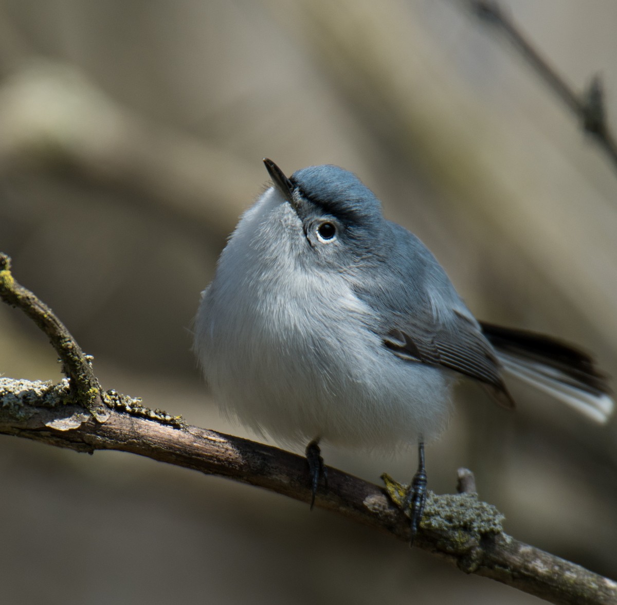 leskot modrošedý - ML155021041