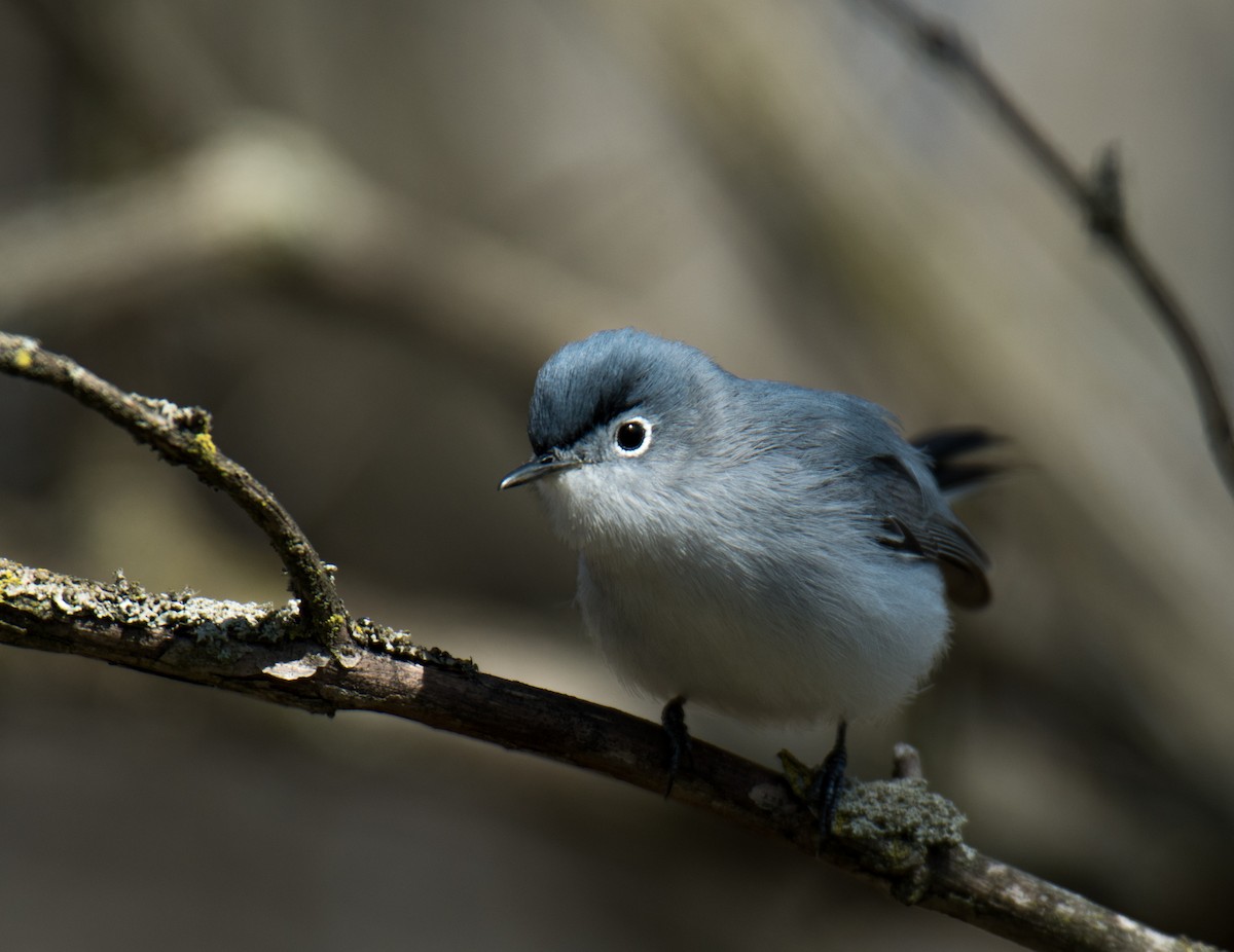 leskot modrošedý - ML155021091