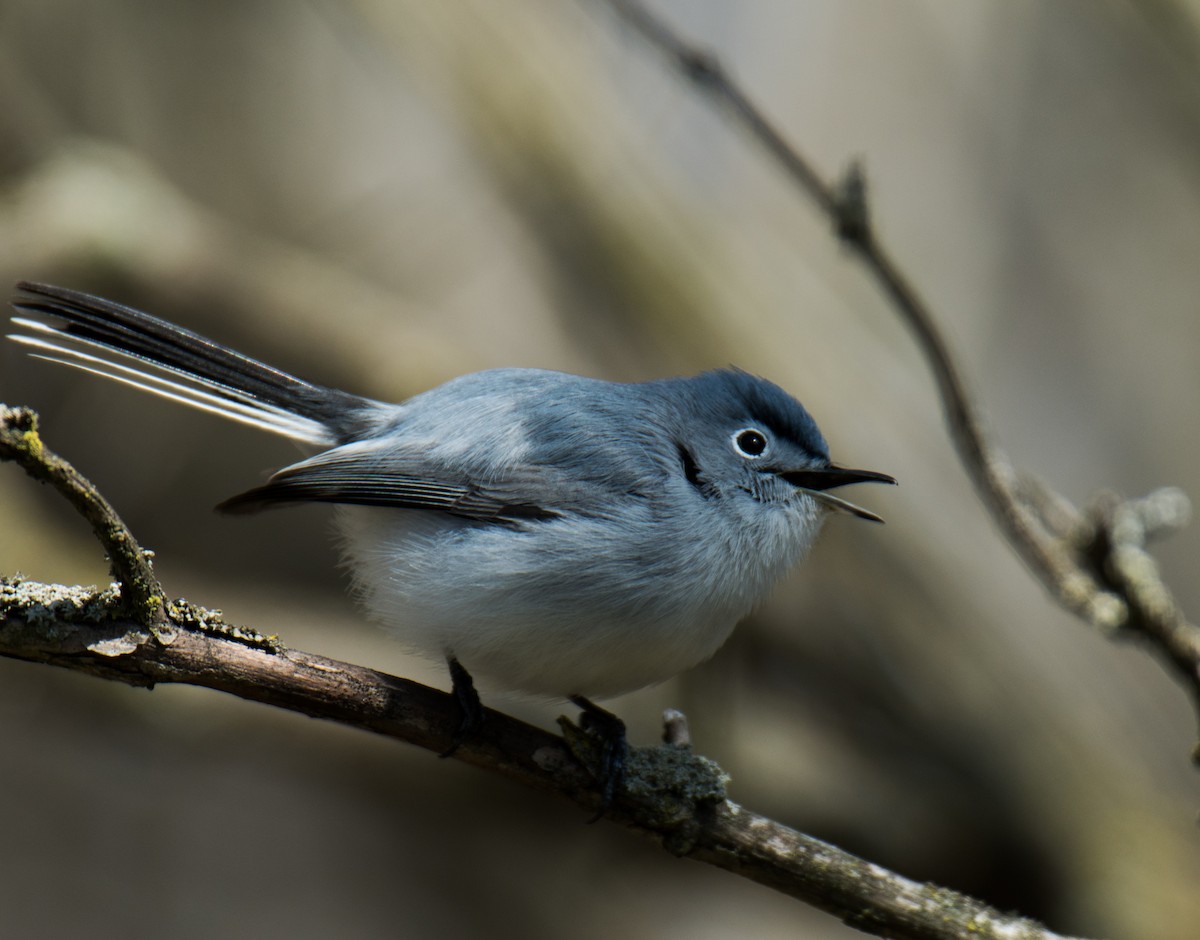 leskot modrošedý - ML155021121