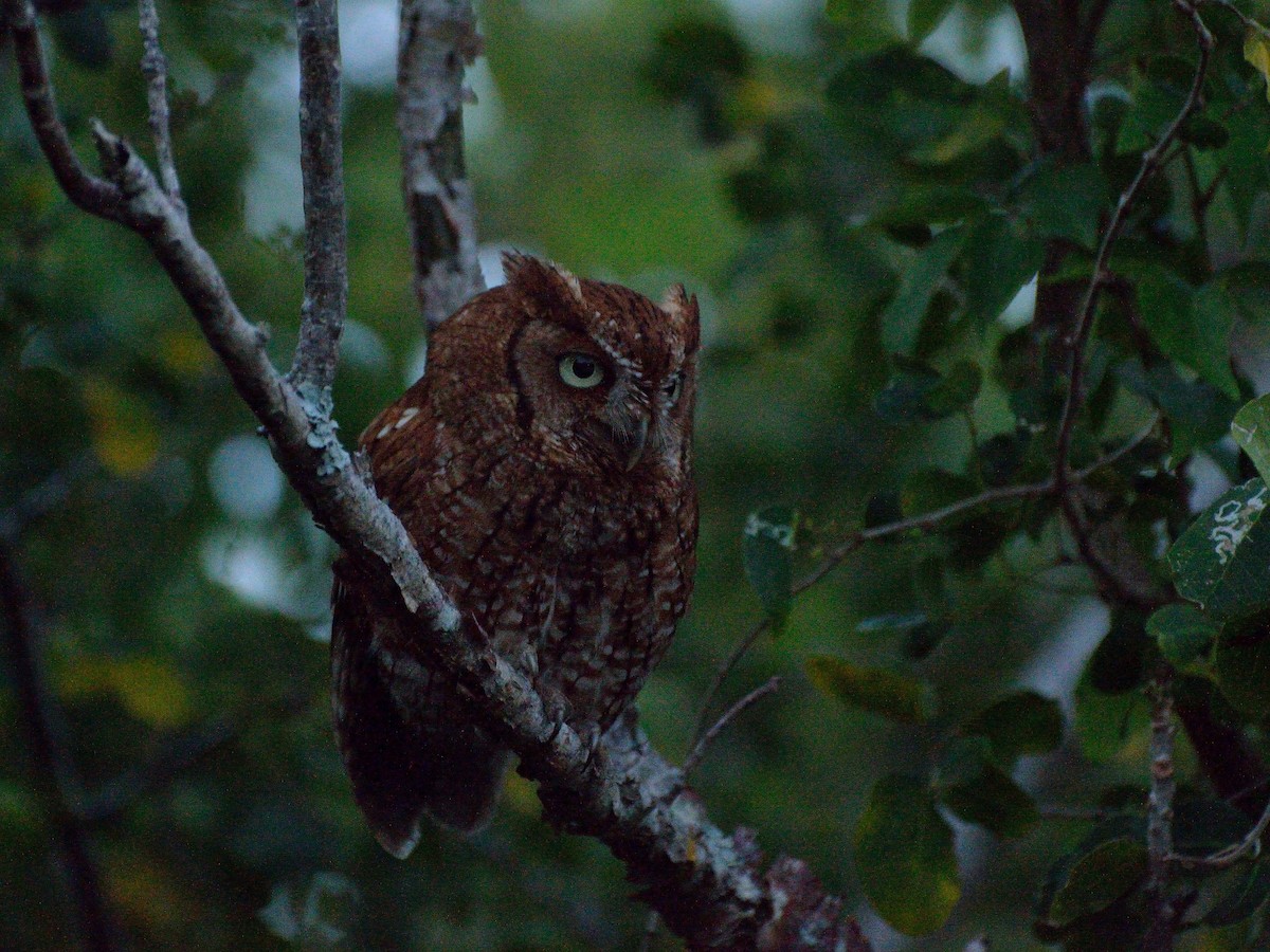 Eastern Screech-Owl - ML155021391