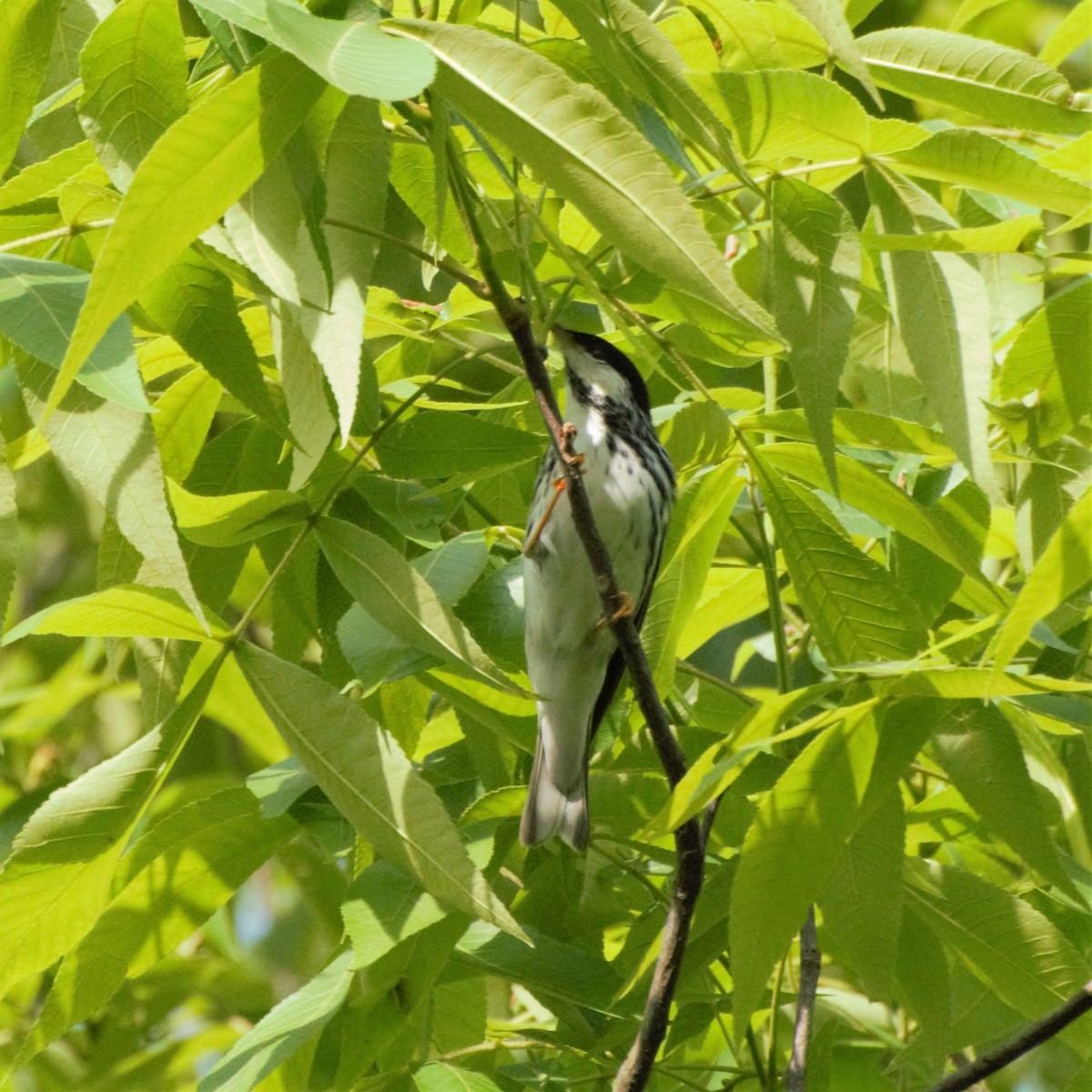 Blackpoll Warbler - ML155021541