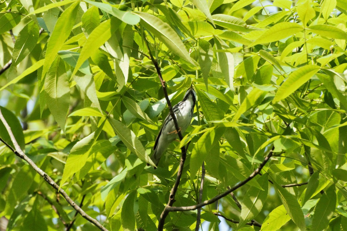 Blackpoll Warbler - ML155021611