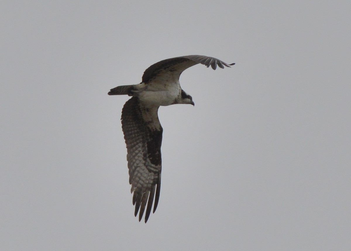 Balbuzard pêcheur - ML155021941