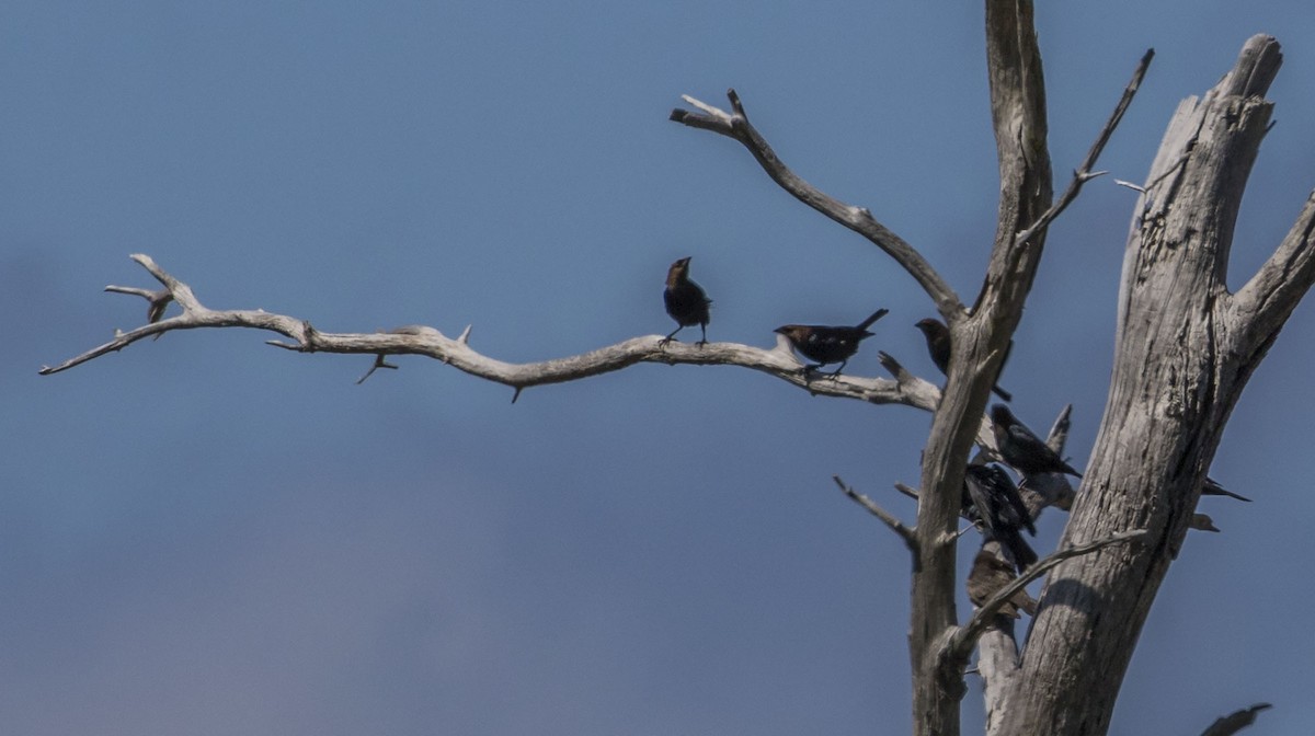 Brown-headed Cowbird - ML155022211