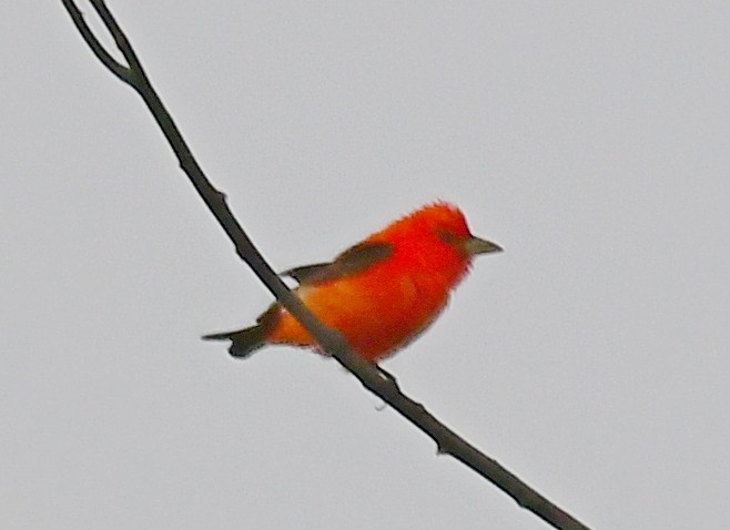 Scarlet Tanager - James Bozeman