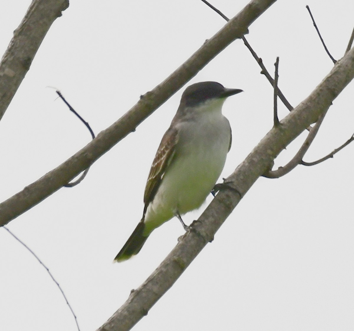 Eastern Kingbird - James Bozeman