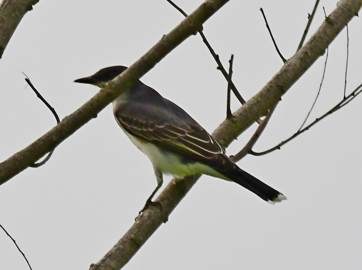 Schieferrücken-Königstyrann - ML155024091