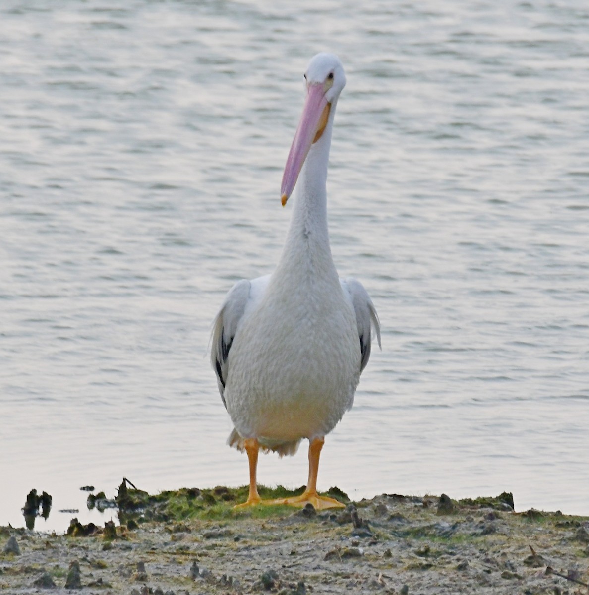 pelikán severoamerický - ML155025111