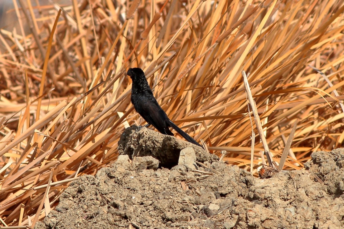 Smooth-billed Ani - ML155025631