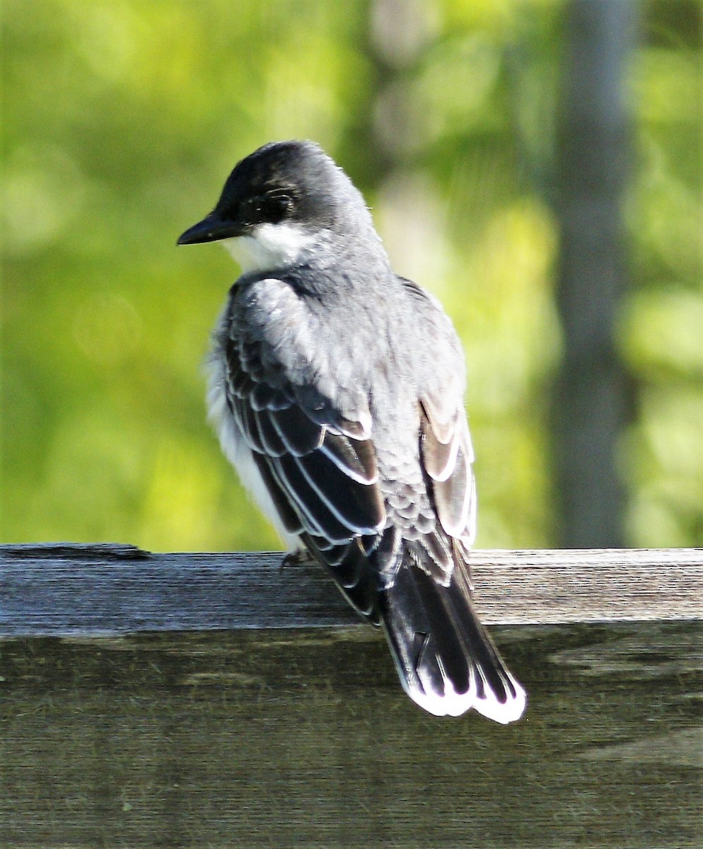 Eastern Kingbird - Becky Lutz