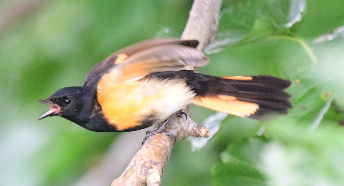 American Redstart - James Bozeman