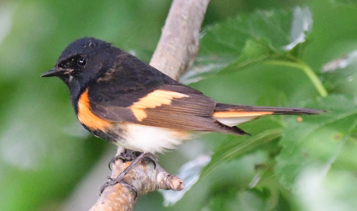 American Redstart - James Bozeman