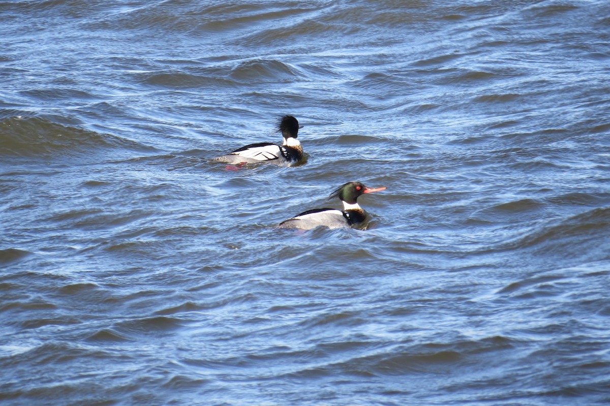 Red-breasted Merganser - Dean Shoup