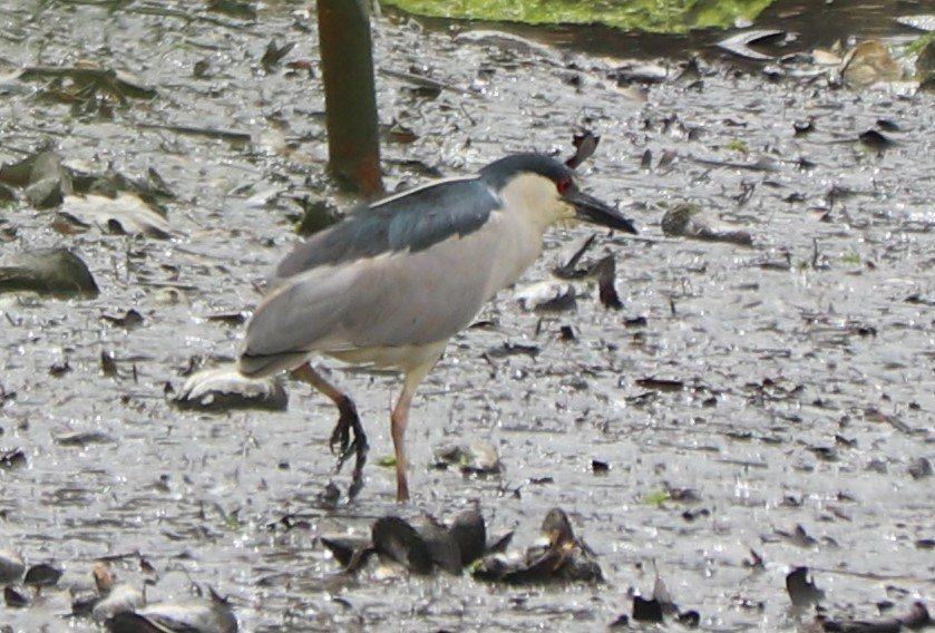 Black-crowned Night Heron - ML155027821