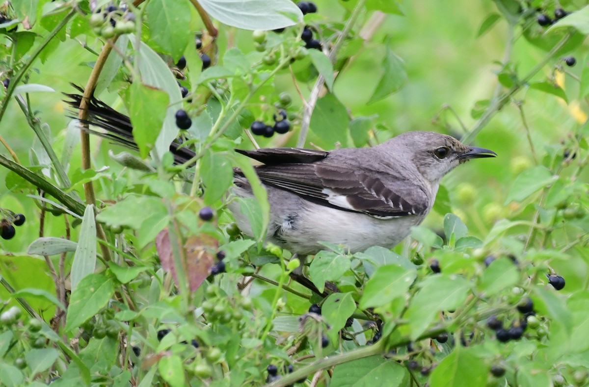 Northern Mockingbird - ML155028061