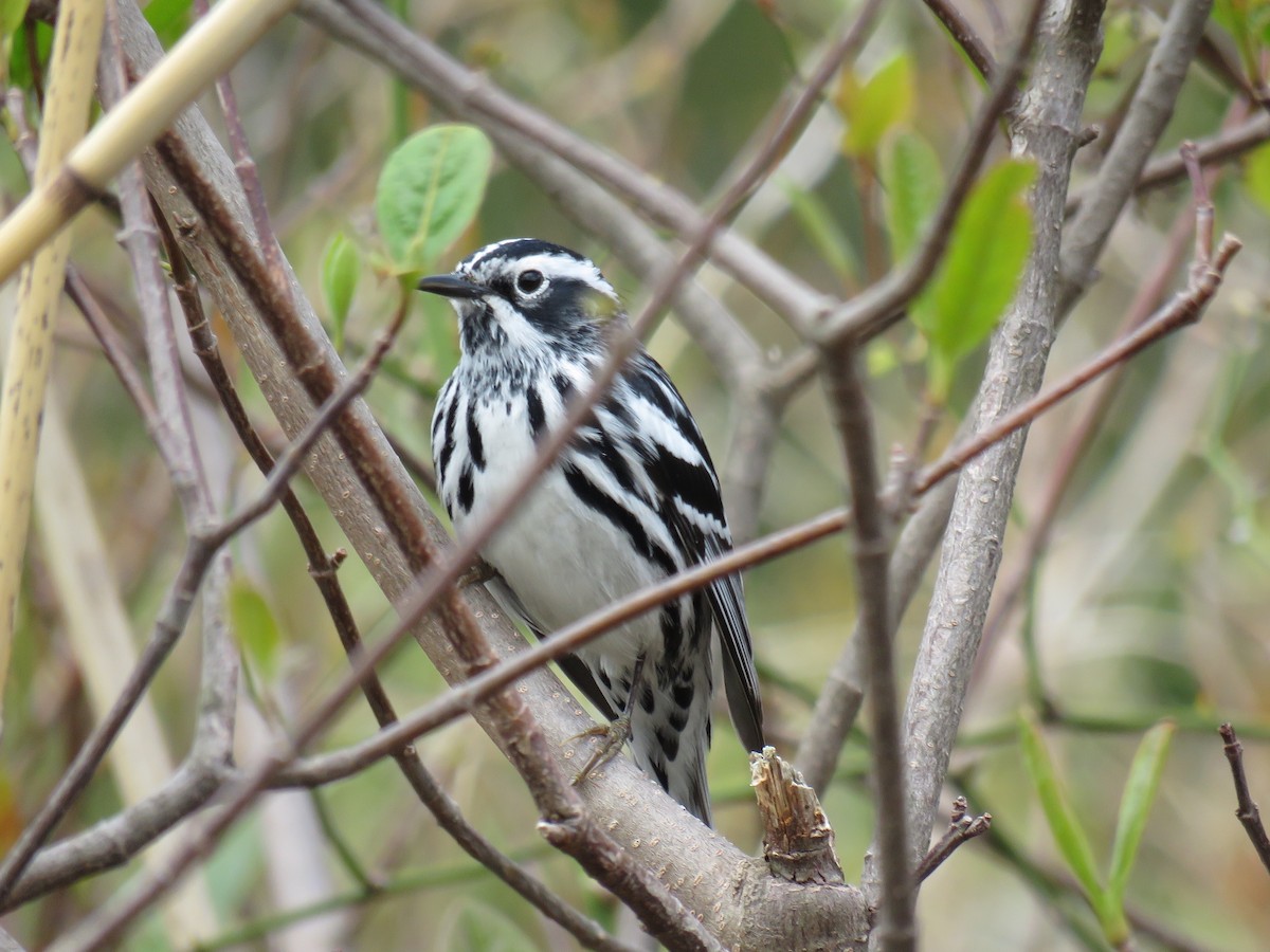 Black-and-white Warbler - ML155028551