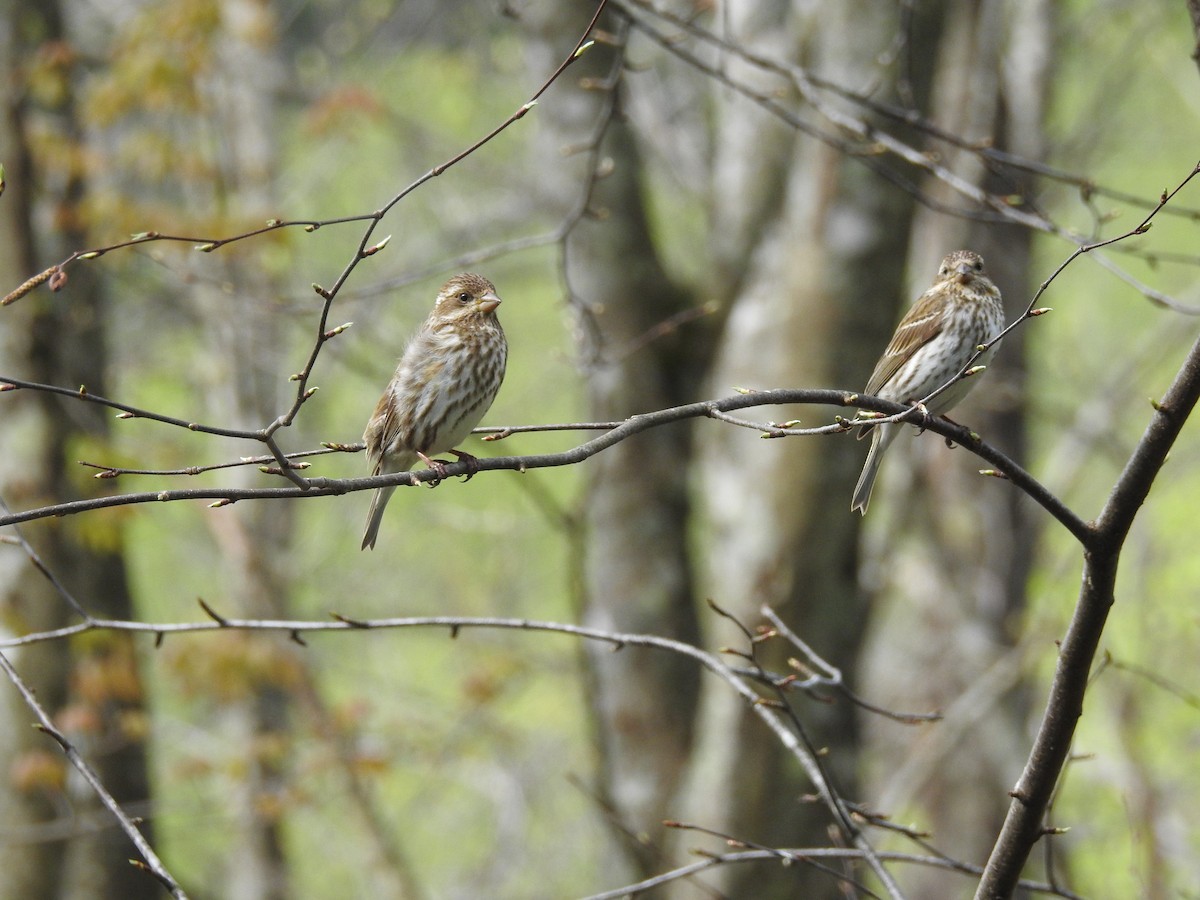 Purple Finch - ML155029431