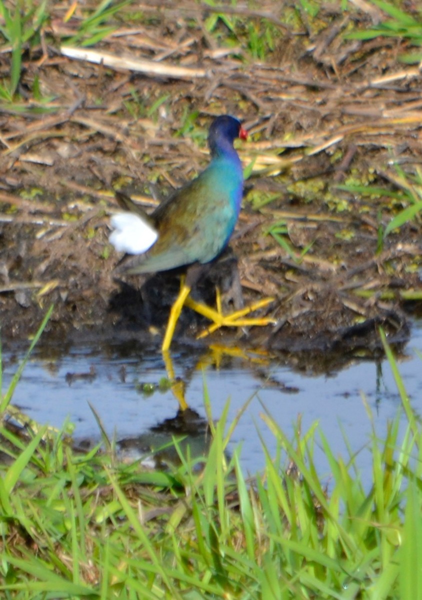 Purple Gallinule - ML155032401