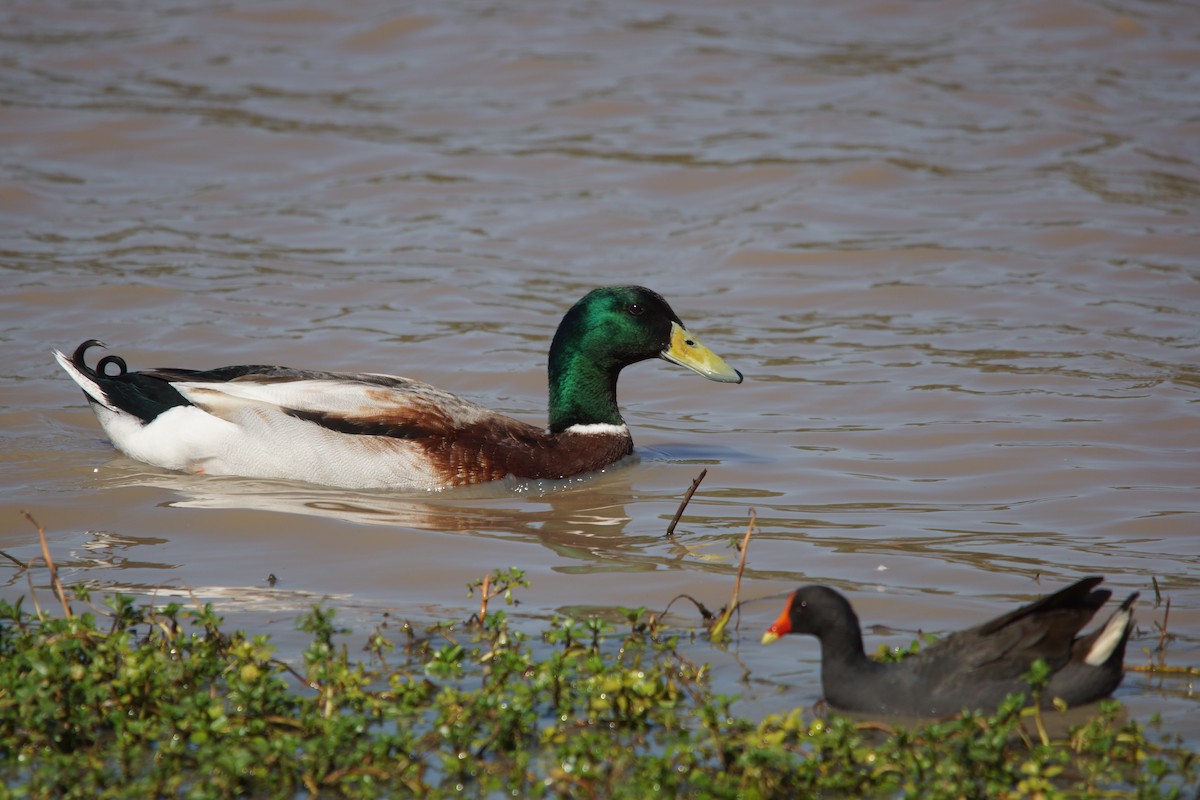 Mallard (Domestic type) - ML155034011