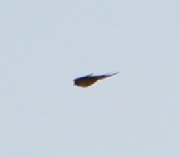 Barn Swallow - ML155034741