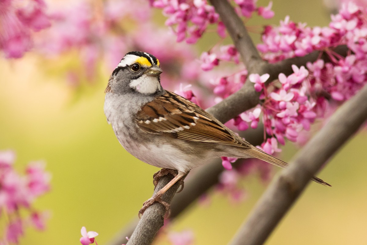White-throated Sparrow - ML155039781
