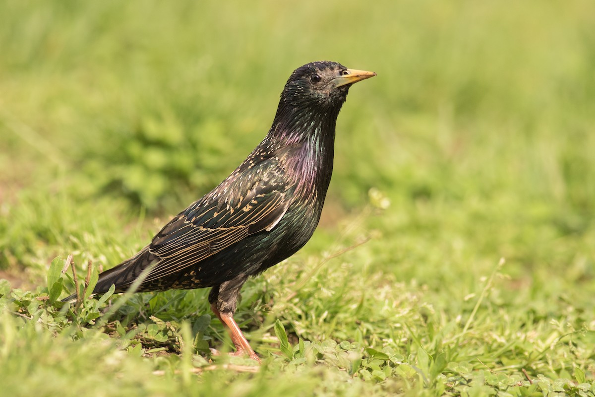 European Starling - ML155039791