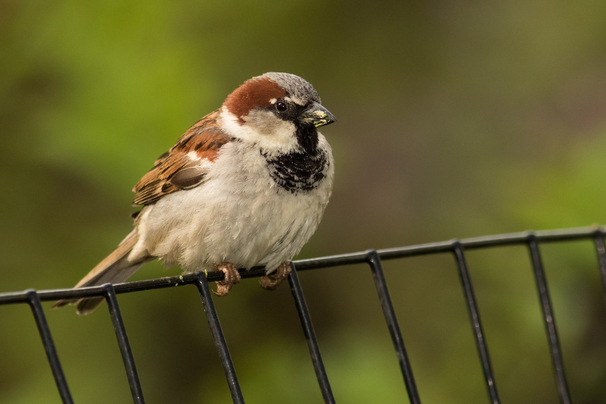 Moineau domestique - ML155039851