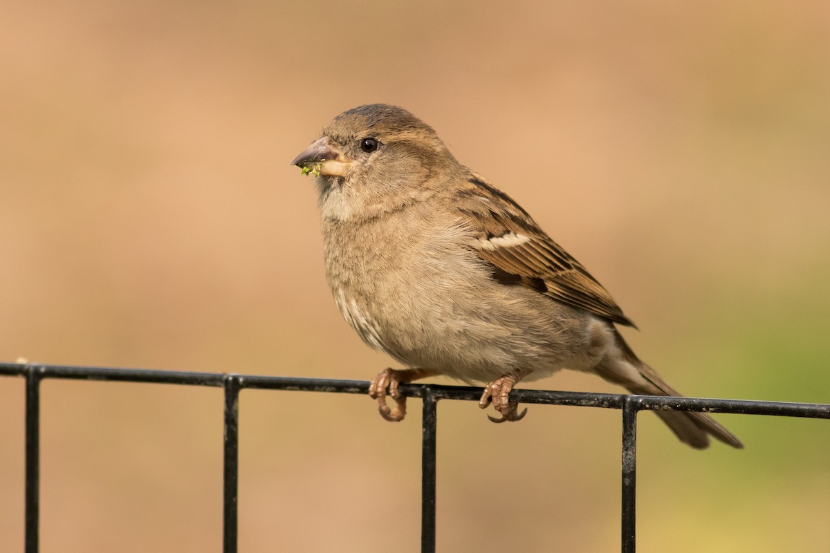 House Sparrow - ML155039881