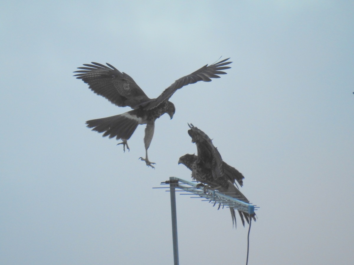 Harris's Hawk - ML155040231