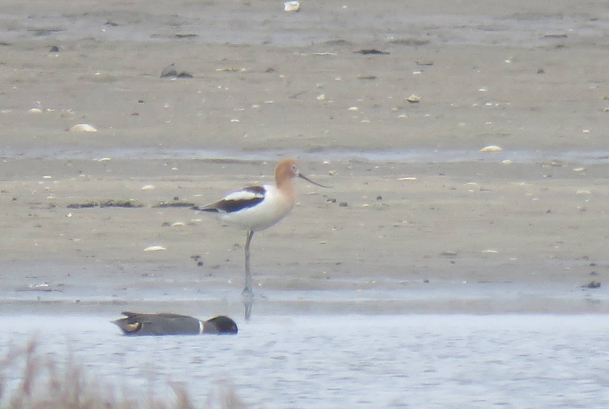 American Avocet - ML155041071