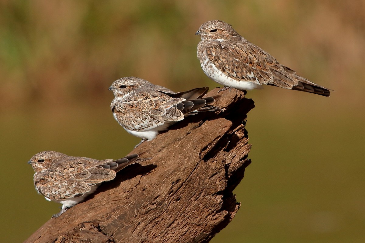 Sand-colored Nighthawk - Manfred Bienert