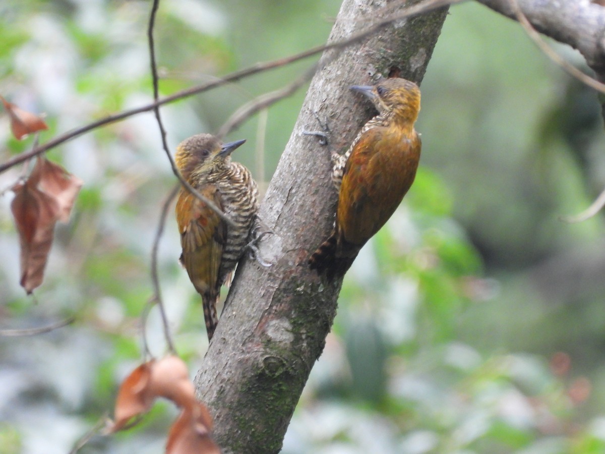 Red-stained Woodpecker - ML155043361