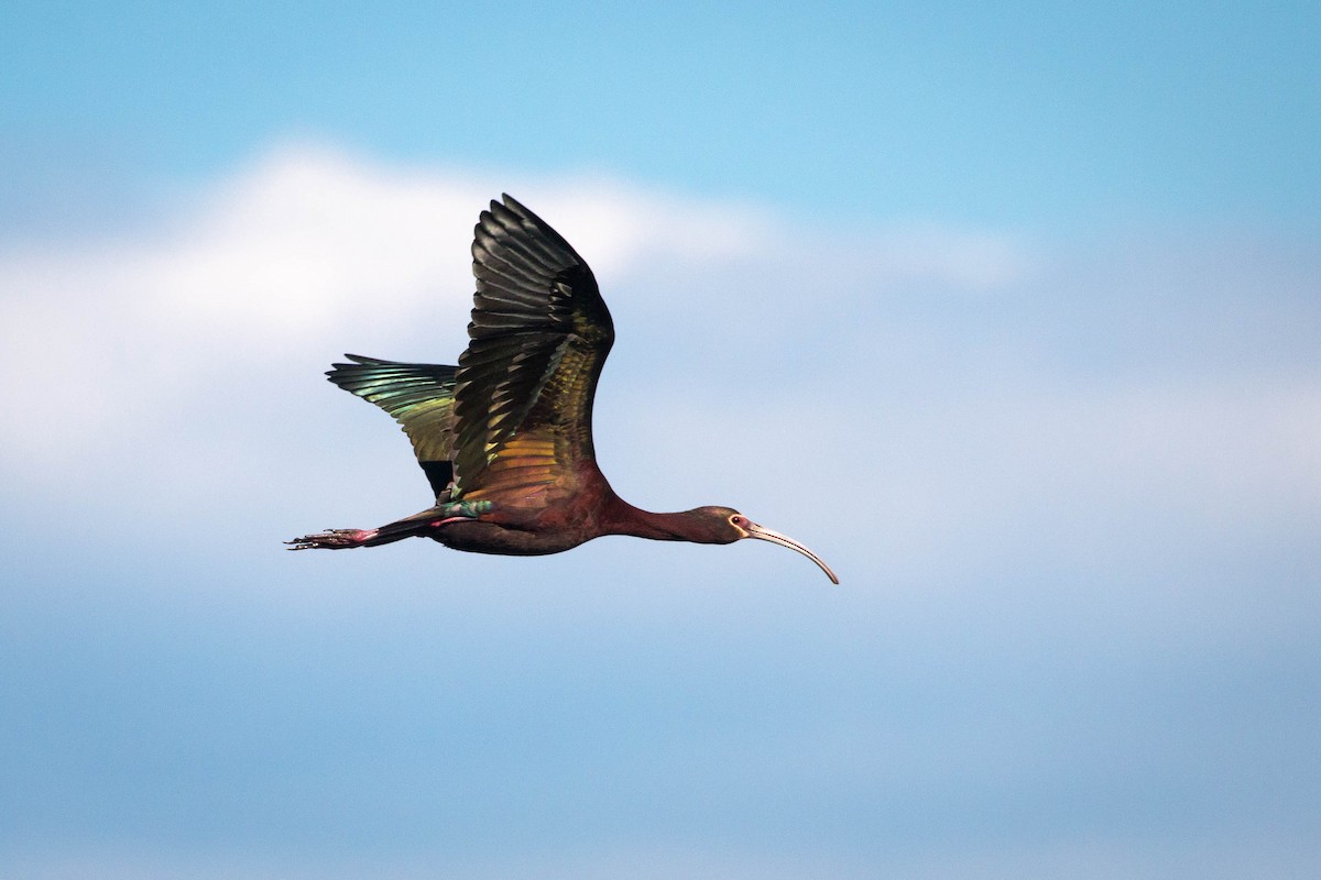 White-faced Ibis - ML155044001