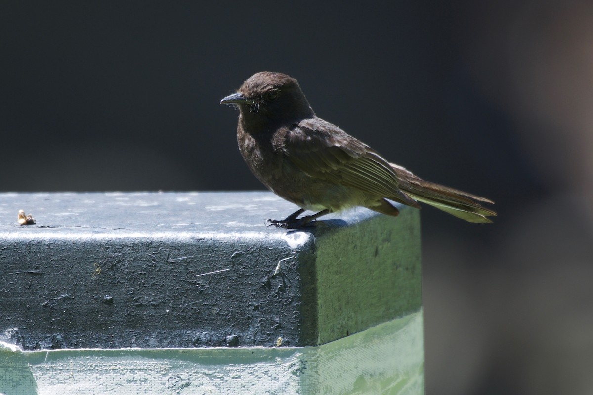 Black Phoebe - ML155044301