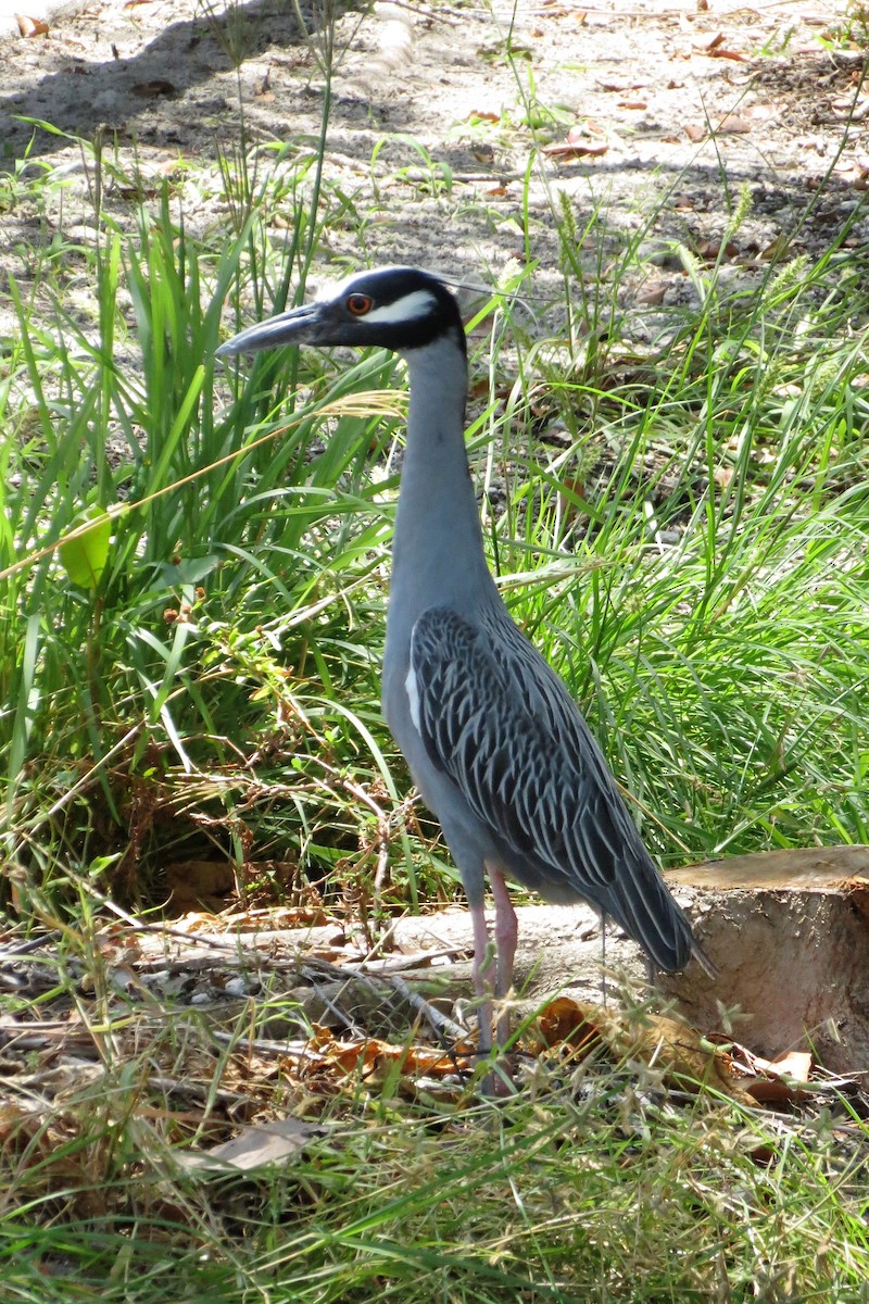 Yellow-crowned Night Heron - ML155044701