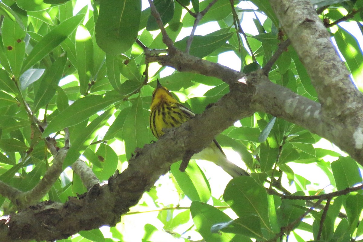 Cape May Warbler - ML155044731