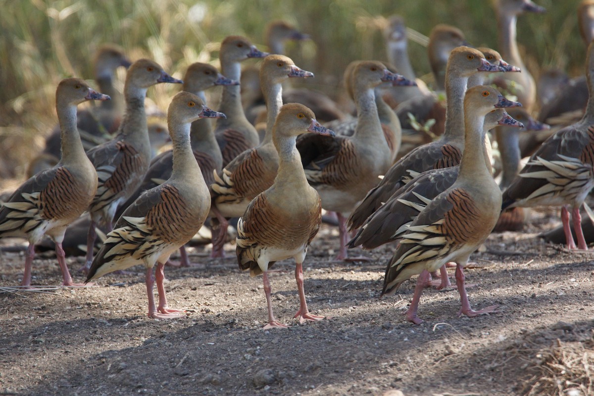 Plumed Whistling-Duck - ML155044811