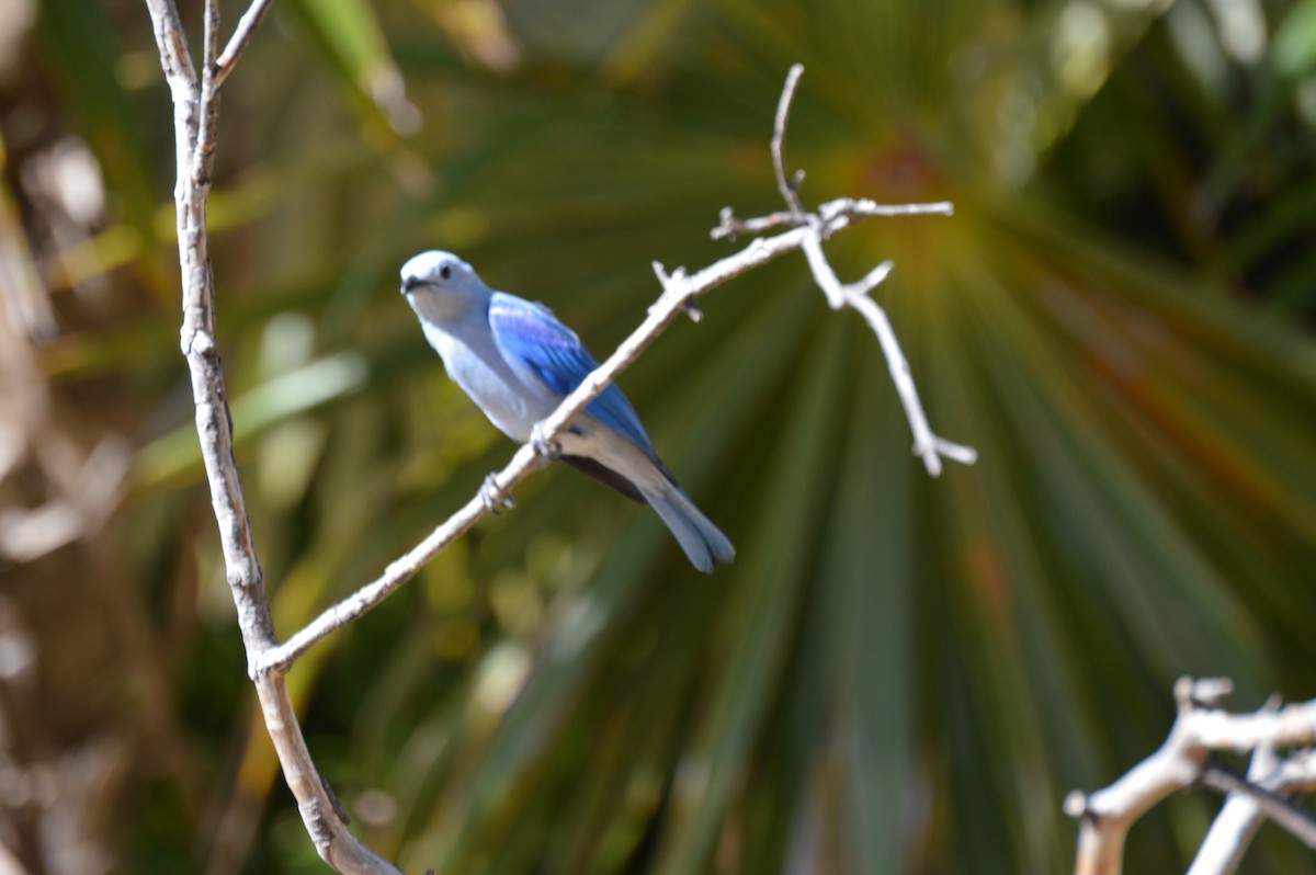 Blue-gray Tanager - ML155044851