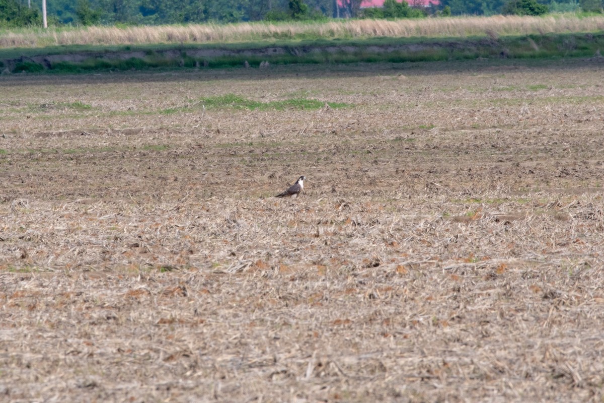 Peregrine Falcon - ML155045541